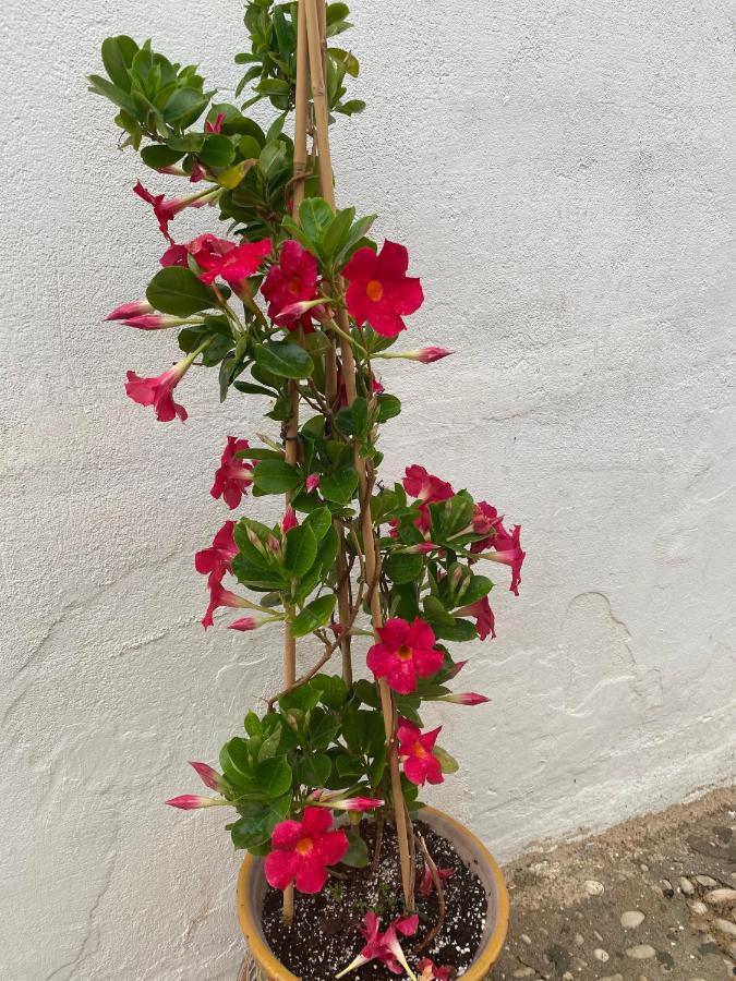 Altea Old Town Cottage Ngoại thất bức ảnh